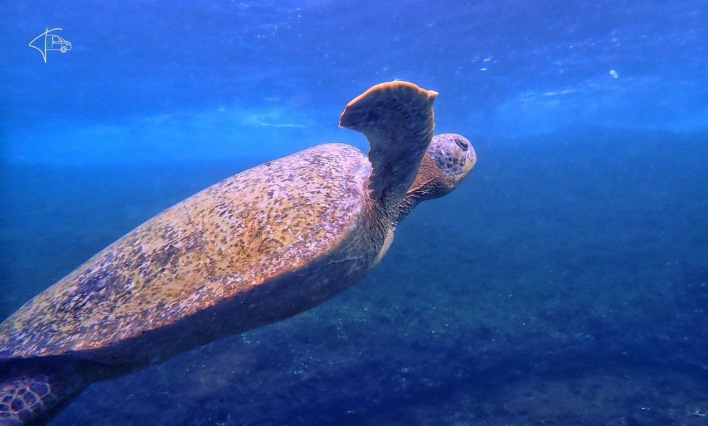Traumhafte Isla Coiba auf dem Weg nach Panama-Stadt