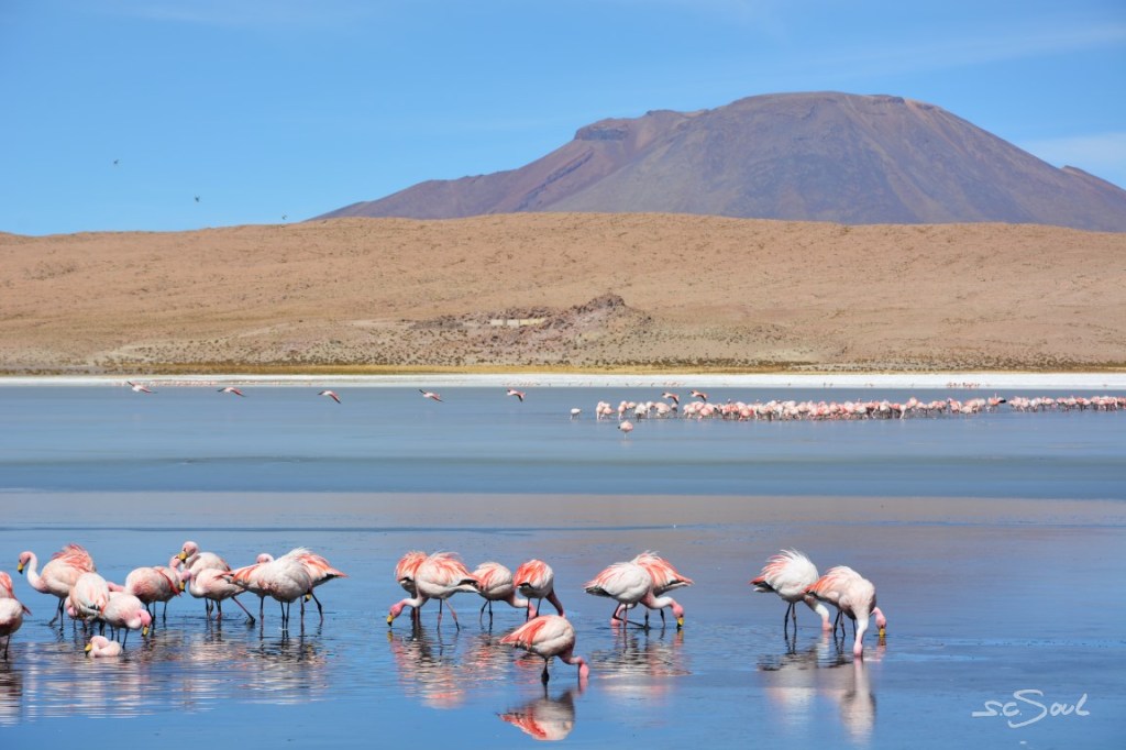 Lagunen, Flamingos und Geysire